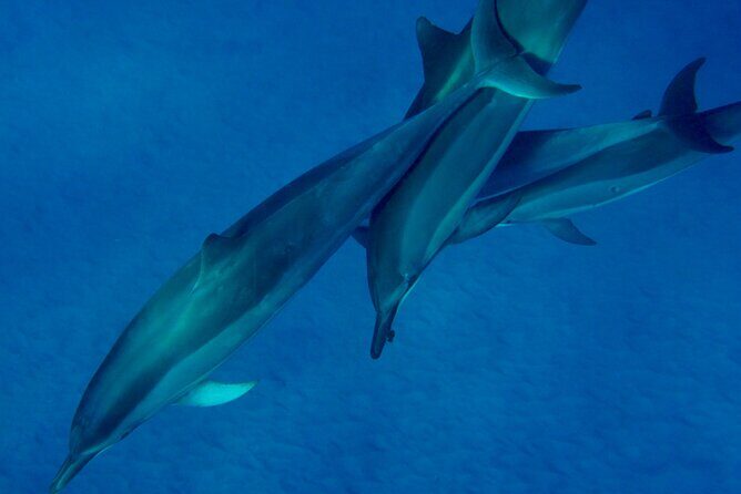 Morning Magic Kayak and Snorkel Adventure in Kealakekua Bay - Cultural and Natural Highlights  