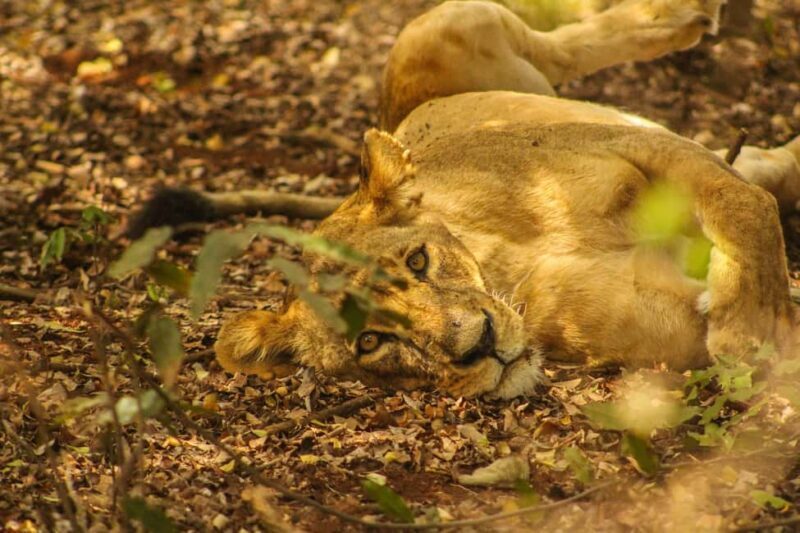 Morning Nairobi National Park Game drive - Valuing the Experience