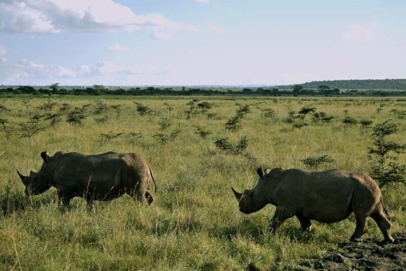 Morning Nairobi National Park Game drive - Final Thoughts