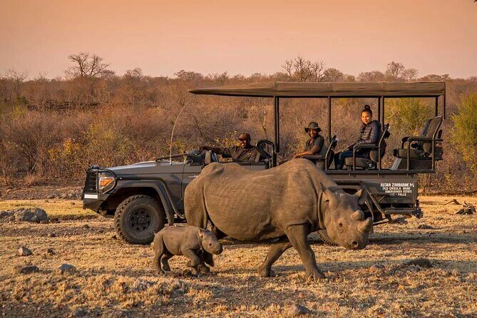 Morning or Afternoon Game Drive In Victoria Falls - Key Points