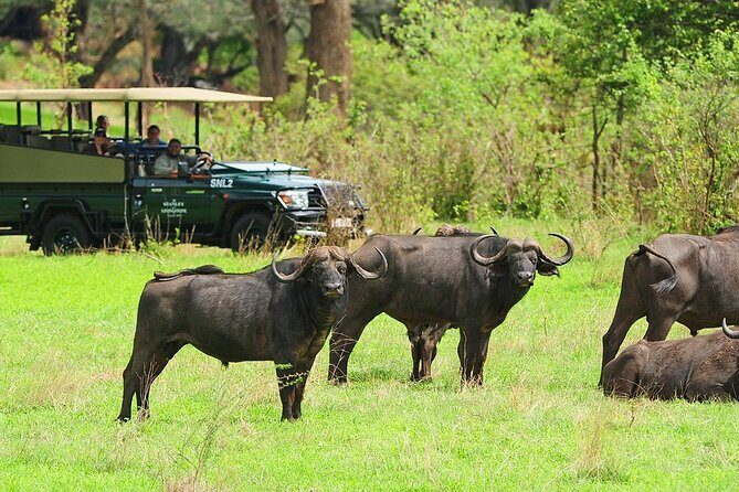 Morning or Afternoon Game Drive In Victoria Falls - What to Expect from the Tour
