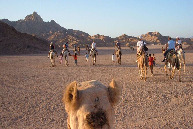 Morning or Afternoon Quad Safari with Transfer In Hurghada - Introduction to the Quad Safari Experience