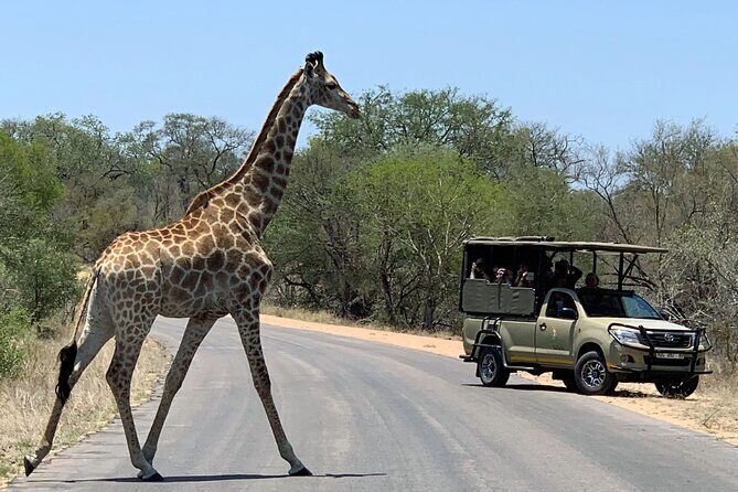 Morning or Afternoon Safari Tour - Key Points