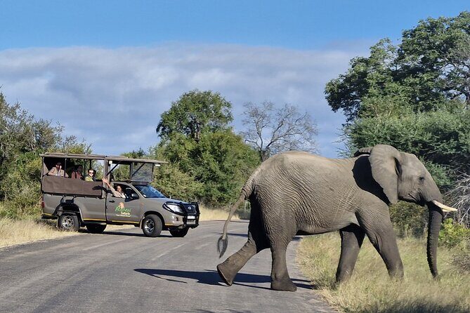 Morning or Afternoon Safari Tour - What to Expect from the Safari Experience