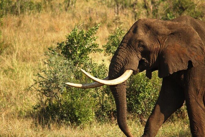 Morning or Afternoon Safari Tour - The Experience of a Lifetime