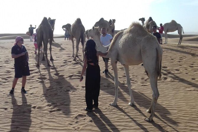 Morning Safari by 4x4 from Dubai with Sand Boarding - Final Thoughts