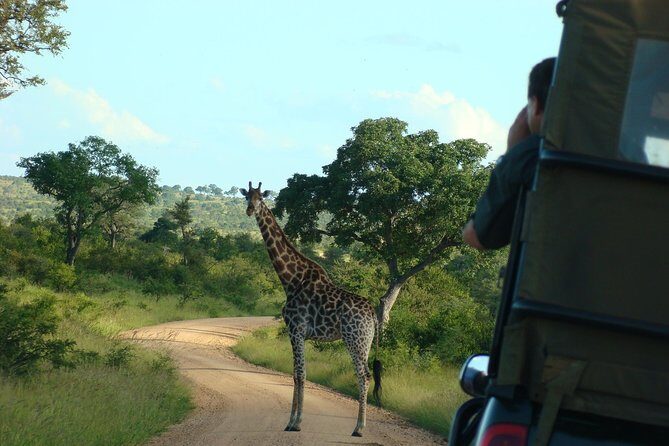 Morning Safari in Kruger National Park from Hazyview (AM KNP) - The Itinerary: What You Can Expect
