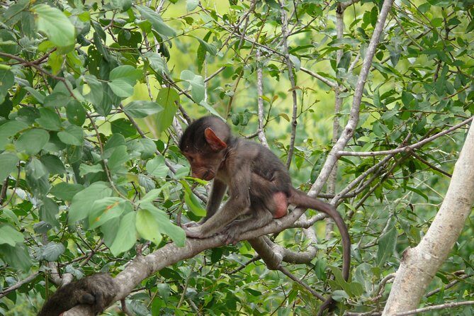 Morning Safari in Kruger National Park from Hazyview (AM KNP) - FAQs