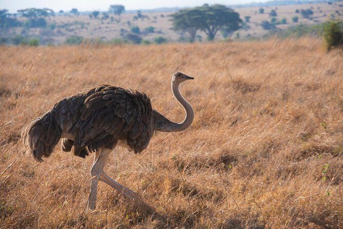 Morning Safari Nairobi Park/elephant Orphanage/giraffe Centre - Who Should Book This Tour?
