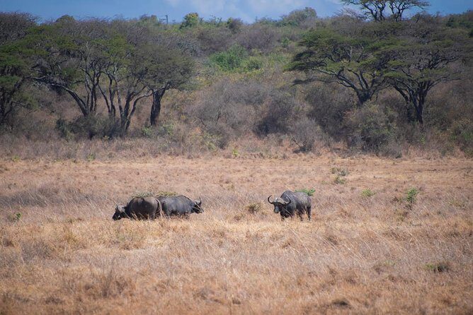 Morning Safari Nairobi Park/elephant Orphanage/giraffe Centre - The Sum Up