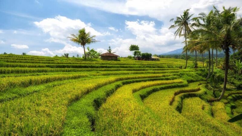 Morning Sidemen Rice Paddies Trekking  Balinese Massage - An In-Depth Look at the Tour Experience