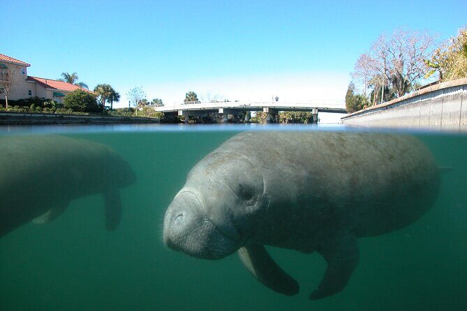 Morning Swim and Snorkel with Manatees-Guided Crystal River Tour - A Closer Look at the Tour Experience