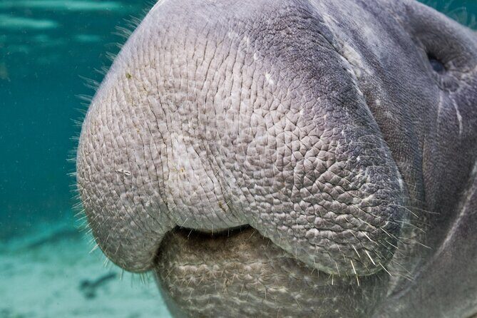Morning Swim and Snorkel with Manatees-Guided Crystal River Tour - Who Will Love This Tour?