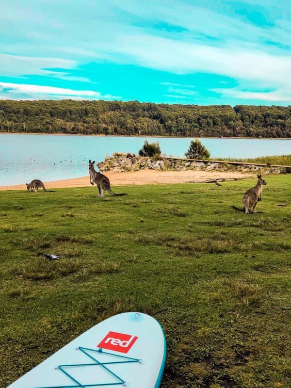 Mornington Peninsula: SUP & Snorkel Safari Tour incl Brunch - Transport, Group Size, and Practical Details