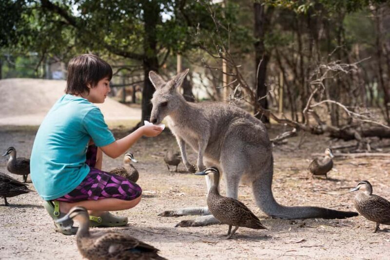 Mornington Peninsula Tour: wildlife, wine, art & hot springs - Practical Aspects and What to Expect