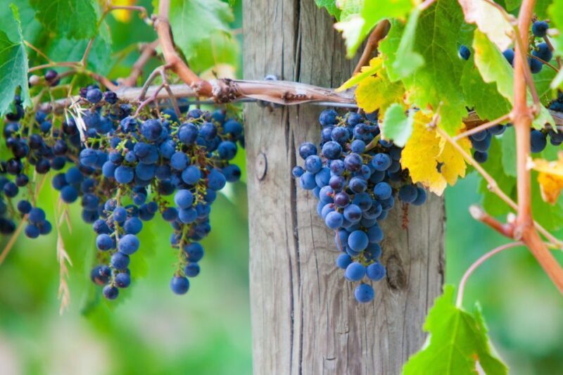 Mornington Peninsula Winery Bus Tour with Lunch & Wine - Authentic Feedback: What Reviewers Say