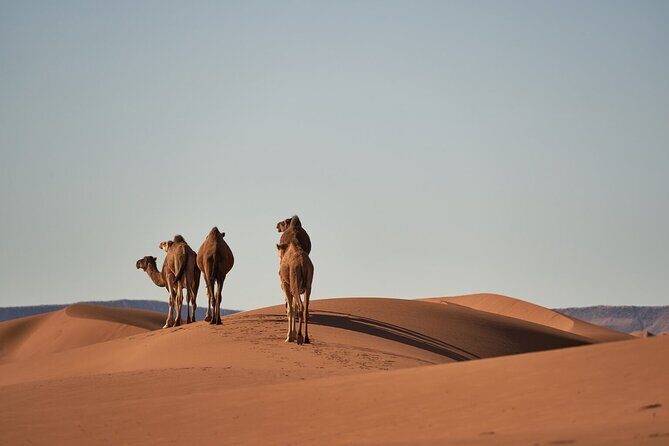 Morocco 8-Night Tour: Chefchaouen, Desert & Hot Air Balloon - Key Points