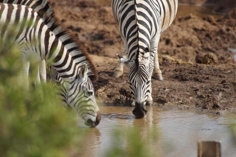 Morogoro: 2-Day Mikumi & Udzungwa Mountains Safari - FAQ