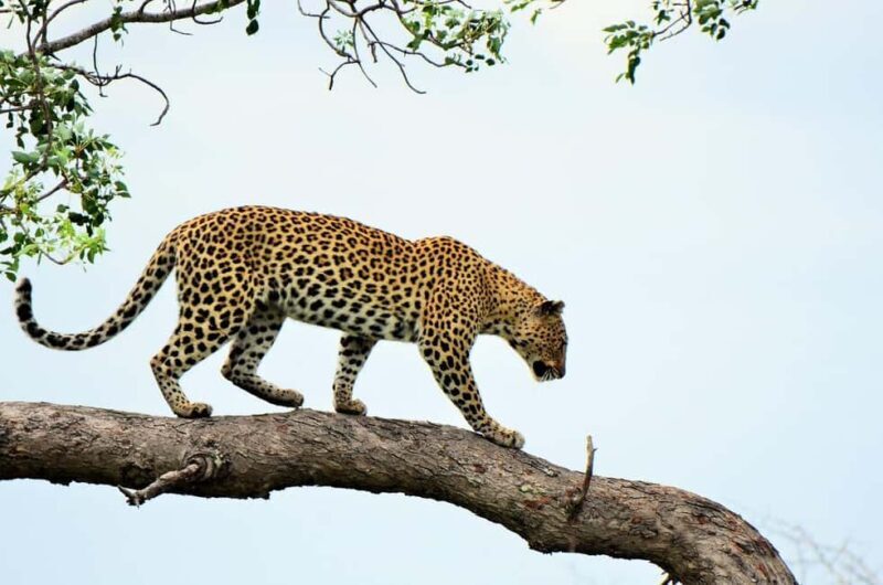 Morogoro: 3-Day Nyerere National Park Safari & Boat Tour - Key Points