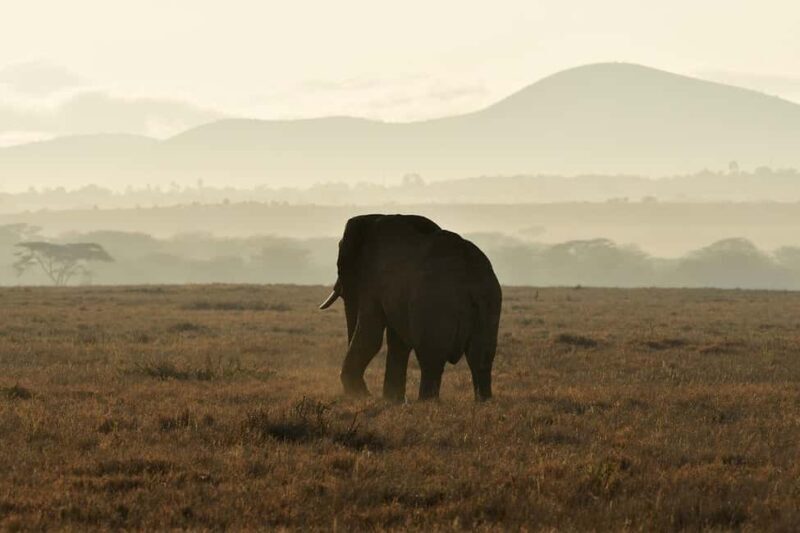 Morogoro: Day Mikumi Safari Luxury Transfer & Open Jeep - Final Thoughts
