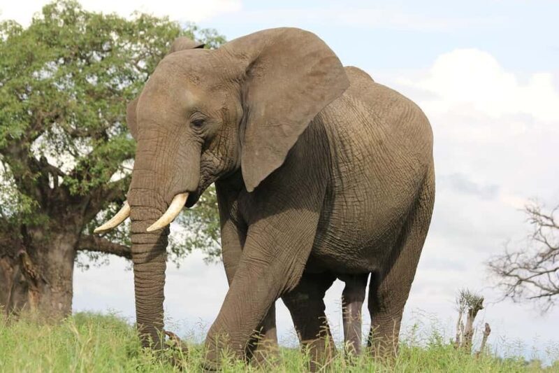 Morogoro - Mikumi national park: Day safari - Setting Off from Morogoro: Comfort and Convenience