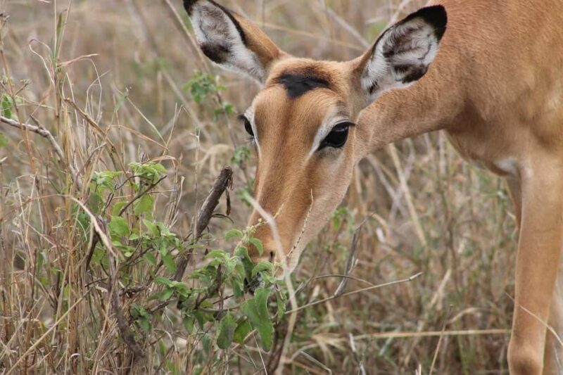 Morogoro - Mikumi national park: Day safari - Midday Break: Bush Lunch