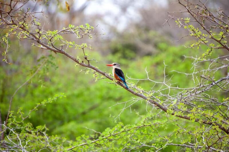 Morogoro - Mikumi national park: Day safari - The Value of This Experience