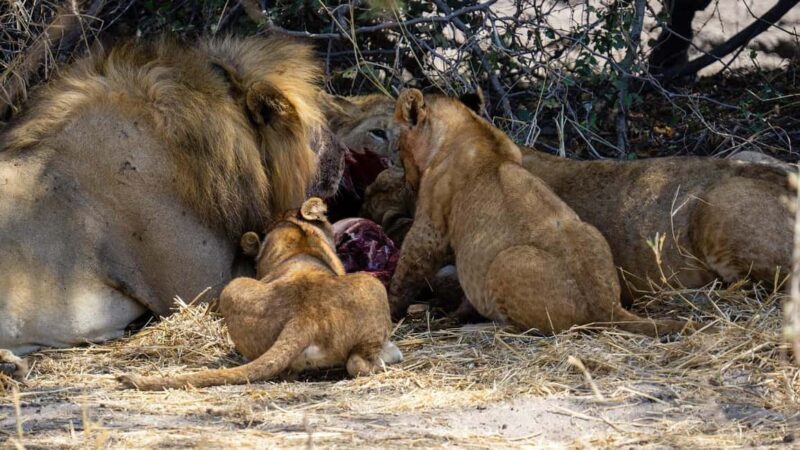 Morogoro - Mikumi national park: Day safari - Considerations and Tips