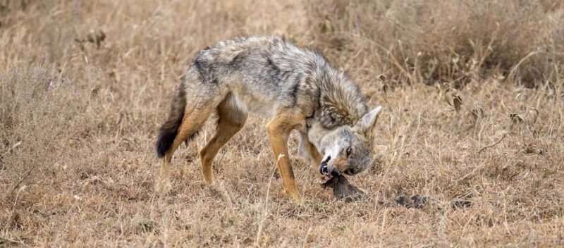 Morogoro - Mikumi national park: Day safari - Frequently Asked Questions
