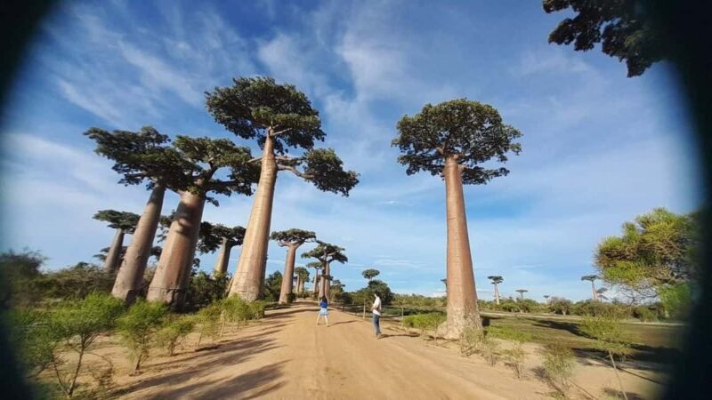 Morondava: 3-Day Safari Tour Tsingy Bemaraha-Baobab avenue - Frequently Asked Questions