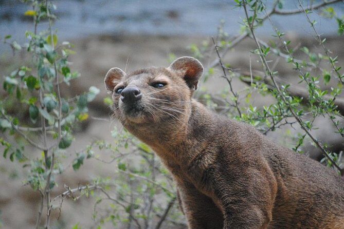 Morondava Day Tour to Kirindy Park and Baobab Avenue - Morondava Day Tour to Kirindy Park and Baobab Avenue: A Complete Guide