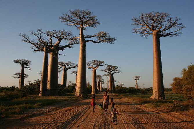 Morondava Day Tour to Kirindy Park and Baobab Avenue - Exploring the Day Tour Itinerary