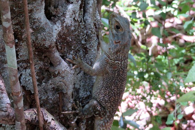 Morondava Day Tour to Kirindy Park and Baobab Avenue - The Sum Up