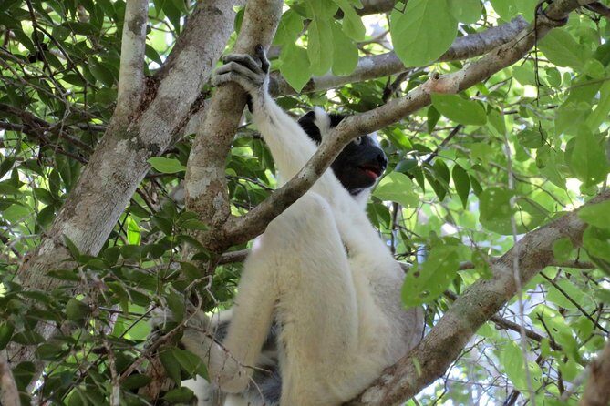 Morondava Day Tour to Kirindy Park and Baobab Avenue - FAQ
