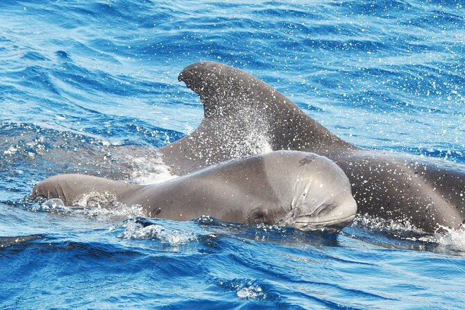 morro-jable-2-hours-magic-dolphin-whale-watching-with-drinks-swim-stop