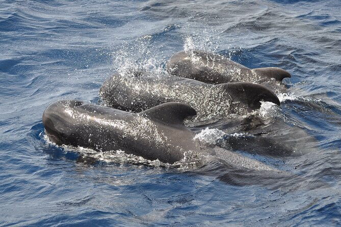morro-jable-2-hours-magic-dolphin-whale-watching-with-drinks-swim-stop