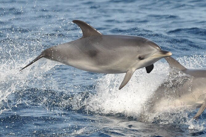 morro-jable-2-hours-magic-dolphin-whale-watching-with-drinks-swim-stop