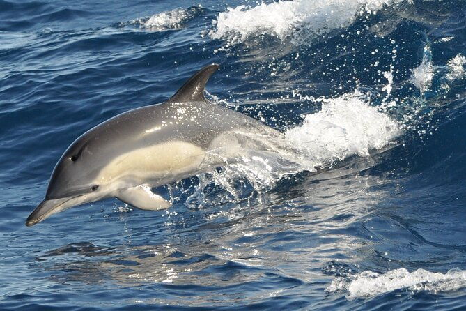 morro-jable-2-hours-magic-dolphin-whale-watching-with-drinks-swim-stop