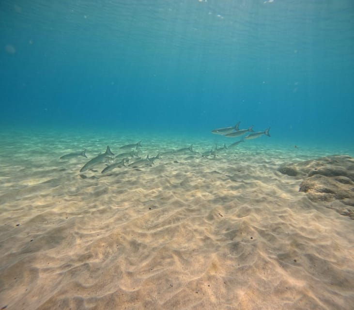 morro-jable-discover-scuba-diving-experience-for-beginners