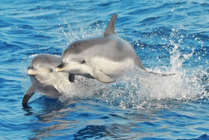 morro-jable-dolphin-whale-watching-cruise-drinks-swim