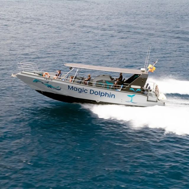 morro-jable-dolphin-whale-watching-cruise-drinks-swim