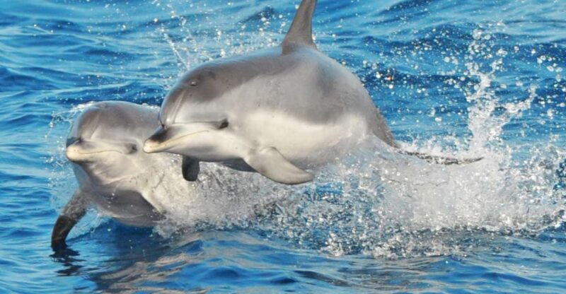 morro-jable-dolphin-whale-watching-cruise-drinks-swim