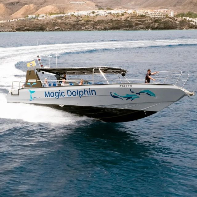 morro-jable-dolphin-whale-watching-cruise-drinks-swim