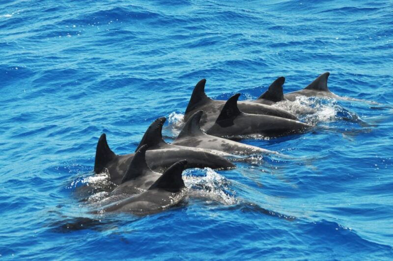 morro-jable-dolphin-whale-watching-cruise-drinks-swim