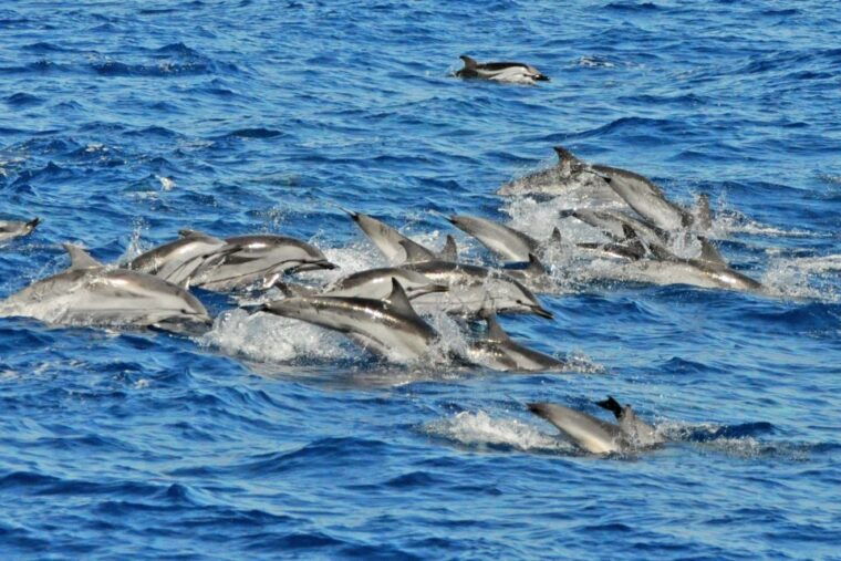 morro-jable-dolphin-whale-watching-cruise-drinks-swim