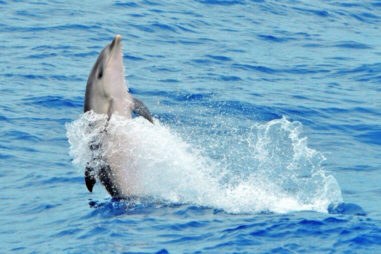 morro-jable-dolphin-whale-watching-cruise-drinks-swim