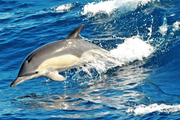 morro-jable-dolphin-whale-watching-cruise-drinks-swim