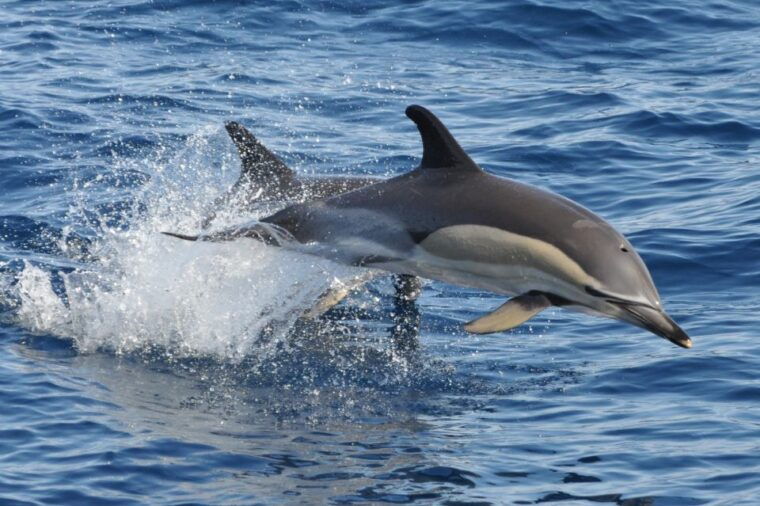 morro-jable-dolphin-whale-watching-cruise-drinks-swim