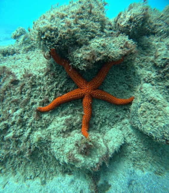 Morro Jable: Snorkeling Adventure - Practical Details