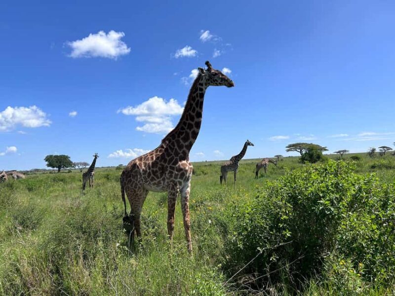 Moshi: 2-Day Lake Manyara and Ngorongoro Safari with Lodging - Day 1: Exploring Lake Manyara National Park